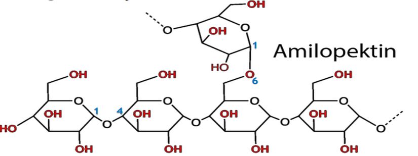 Amilopektin nişastanın önemli bir bölümünü oluşturur. Glikoz moleküller α 1-4 ve α 1-6 bağları ile arka arkaya sıralanmaktadır.