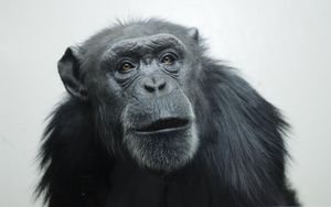 Chimps Show Surprising Speech Skills With Mama Sounds