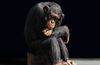 Şempanzeler ve Bonoboların (Pan Cinsi) Evrimi