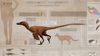 Velociraptor: Jurassic Park'ın Meşhur Dinozoru Gerçekte Neye Benziyordu, Sesi Nasıldı?