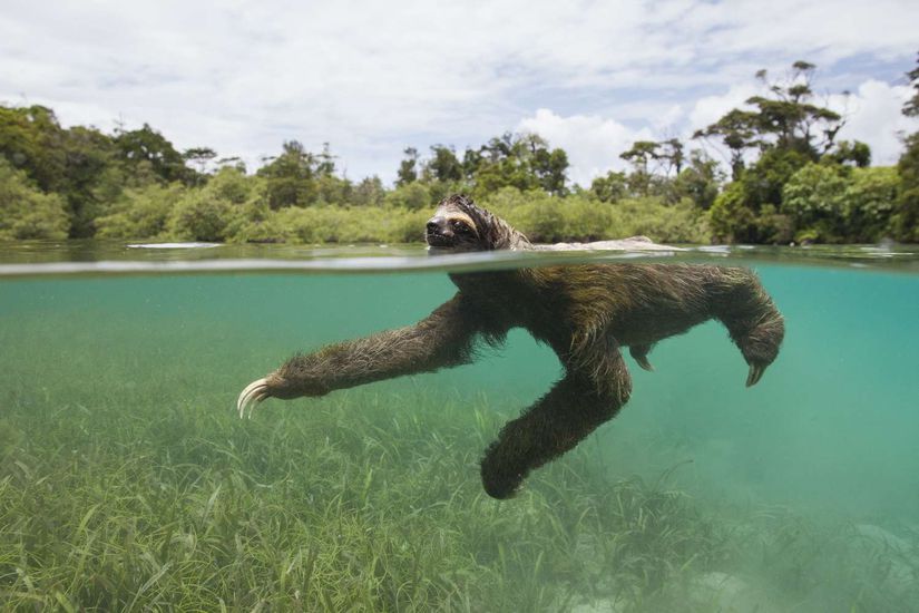 Isla Escudo de Veraguas adlı bir adaya özgü cüce tembel hayvan (Bradypus pygmaeus) ada açıklarında yüzerken.