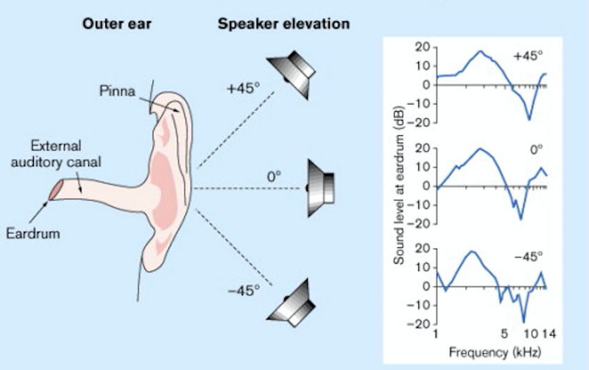 Ses kaynağının Dikey Düzlemde Konuma Bağlı Ses Dalgalarındaki Değişim