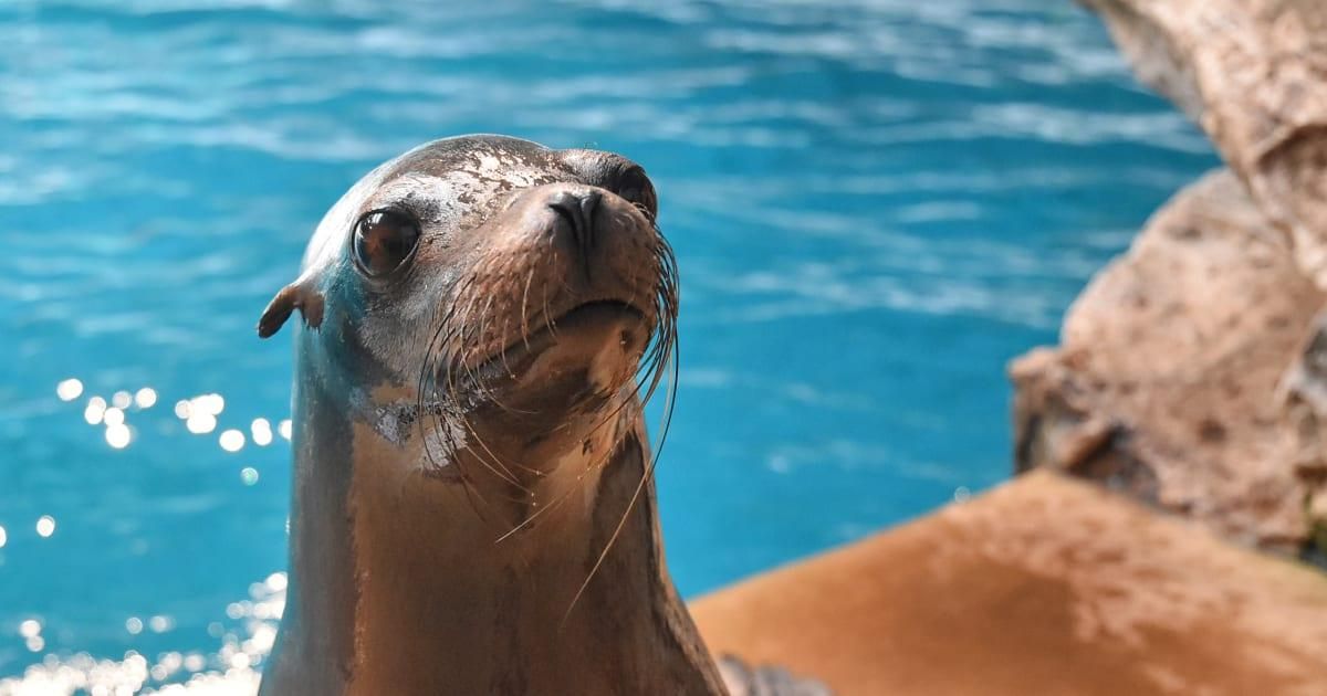 California Sea Lions Stranding Signals Alarming Algae Toxicity