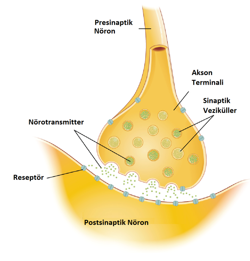 Nörotransmiter Yapısı