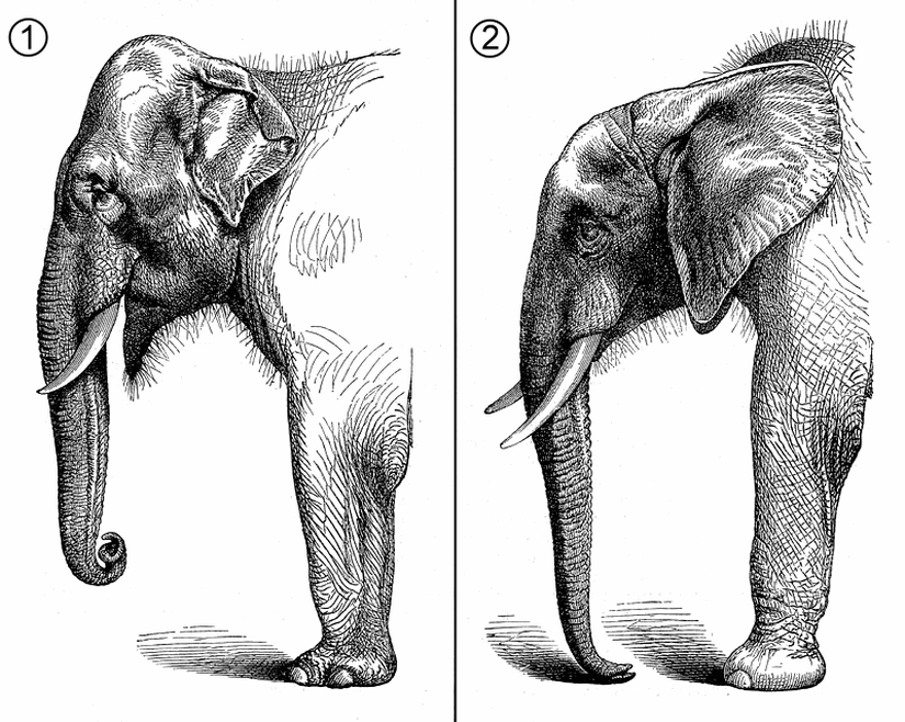 Asya ve Afrika fili karşılaştırması