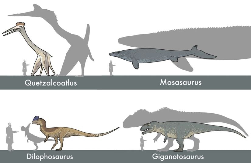 Bilimsel veriler ışığında tanımlanan boyutu ile Jurassic World serisinde gösterilen boyut (silüet).