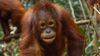 Orangutanlar Neden Turuncudur?