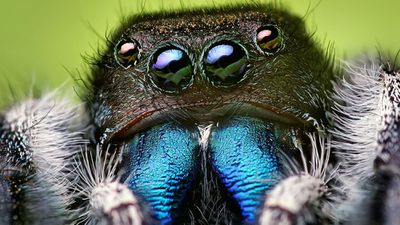 Böcekler ve Örümcekler Arasındaki Farklar Nelerdir?