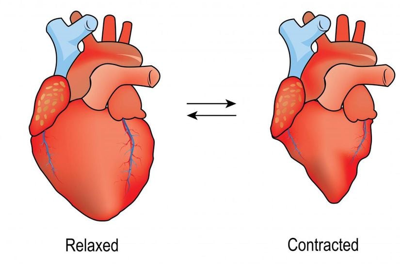Kalp kasının gevşeme dönemine diyastol; kasılma dönemine sistol denir.