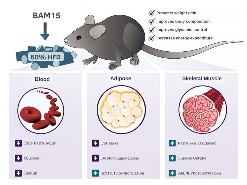 BAM15'in fareler üzerindeki etkileri