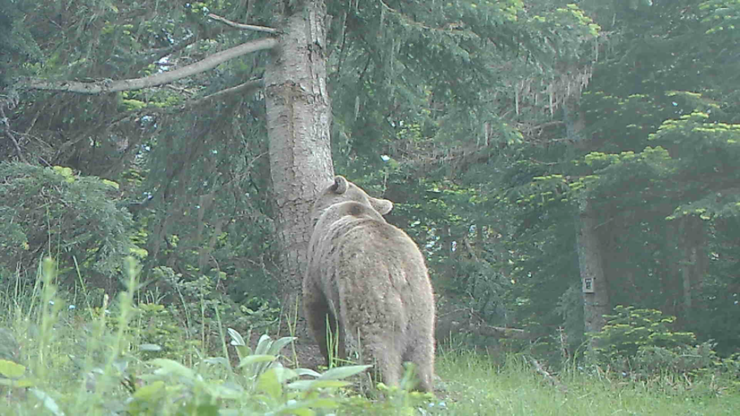 Dişi olması muhtemel bir boz ayı ağacı sürtünme ağacını koklarken... Boz ayılarda eşeysel dimorfizm ekstrem seviyede olabilir ve erkekler dişilerden iki kat daha büyük olabilirler.