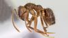 Karıncalar Arasındaki Mücadele, Şimdiye Kadar Sadece Laboratuvarda Görülmüş Kimyasallar Üretiyor!
