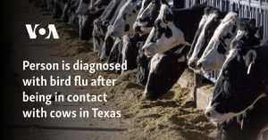 Dairy Farms Face Avian Flu Challenge