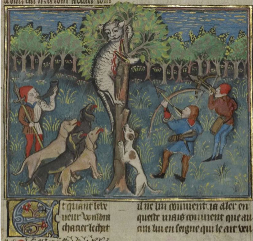 1430-1440 yıllarında, Fransa'da yapılmış bir Geç Orta Çağ el yazmasından bir görsel. Resim, avcılar ve köpeklerinin bir ağaca tırmanmış yaralı bir vahşi kediye saldırdığı anı tasvir ediyor.