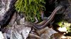 Çayır kertenkelesi (Darevskia pontica)