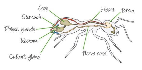 Karınca anatomisi