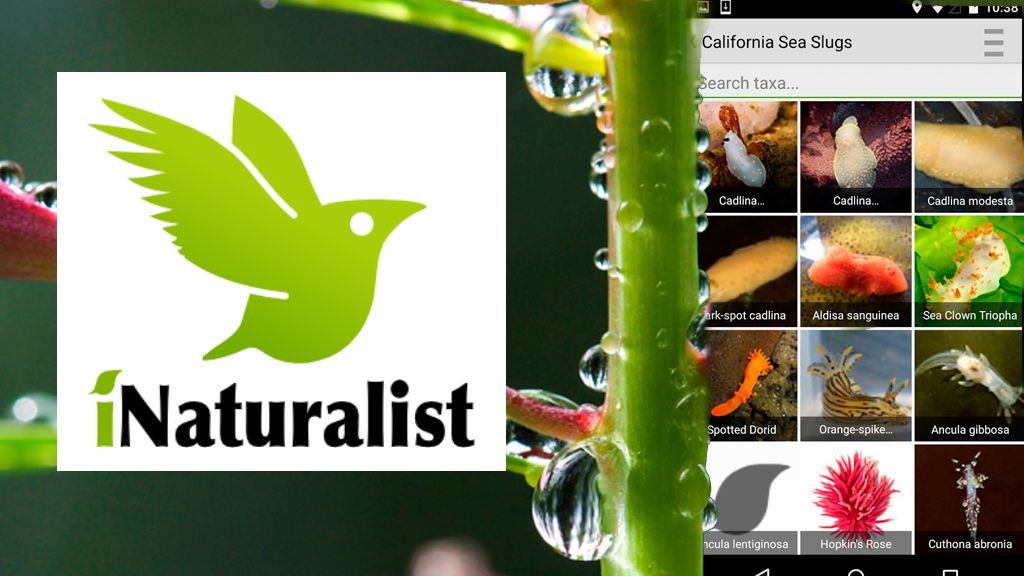 Naturalist forge. INATURALIST приложение. I Naturalist приложение. INATURALIST натуралист. Натуралист иконка.