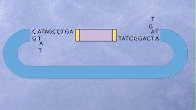 Gibonlar ve Alu Retrotranspozonu: Genlere Bakarak Evrimin Yaşandığını Nasıl Anlıyoruz?