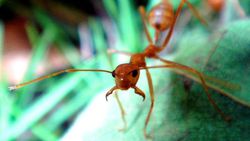 İnsan-Dışı Hayvanların Uyguladığı Yapay Seçilime Örnek: Karıncalar ve Ormandaki "Şeytan Bahçeleri"