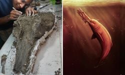 Bilim insanları, Amazon'da Dev Bir Antik Yunus Kafatası Keşfetti!