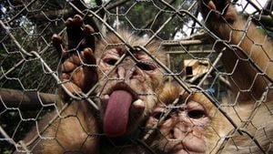 Hong Kong Zoo Investigates Mysterious Monkey Deaths