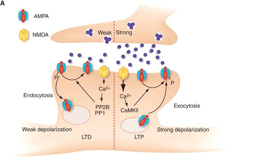 Sinapslar aktivite-bağımlı olarak çift-yönlü düzenlenebilir. Solda transmisyonun zayıflatılması (Long-term depression), sağda ise güçlendirilmesi (Long-term potentiation) şematize edilmiştir.