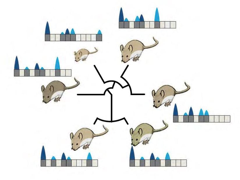 Farklı fare türlerinin genomlarındaki farklı güçlülük düzeylerinde aktif olan DNA bölümleri (siyah çizgiler akrabalık ilişkilerini temsil etmektedir): Koyu gri kutucuklar RNA moleküllerine çevrilen bölgeleri temsil etmektedir. Üzerlerindeki üçgenlerin yükseklikleri üretilen RNA’nın miktarını sembolize etmektedir. Genomun %10’u tüm hayvanlarda aynı şekilde kullanılırken (soldaki kutucuk) kodlamayan bölümler olarak adlandırılan yerler, farklı güçlülük düzeylerinde okunmaktadır. Bu şekilde üretilen RNA molekülleri sadece evrimsel bir avantaj sunuyorlarsa korunurlar; sonra bu bölümlerden yeni genler oluşabilir.