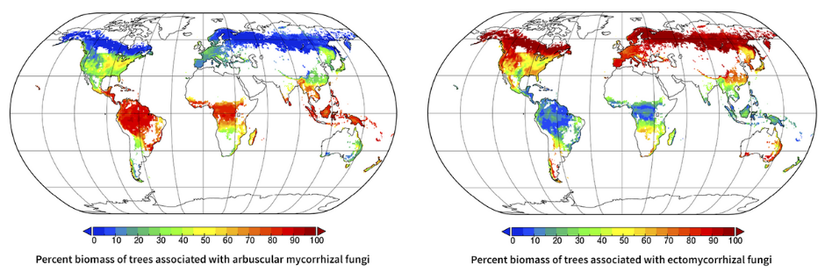 Endomikorizalar, (solda) ile Ektomikorizaların (sağda) Dünya Üzerindeki Yayılış Alanı