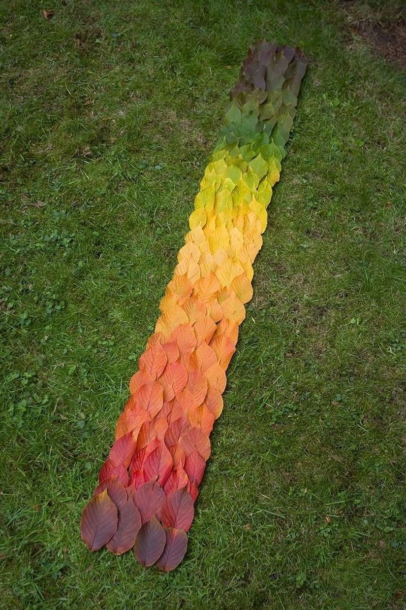 Mevsimlerin değiştiğinin en bariz göstergelerinden biri, bitki yapraklarının renklerinin değişimidir.
