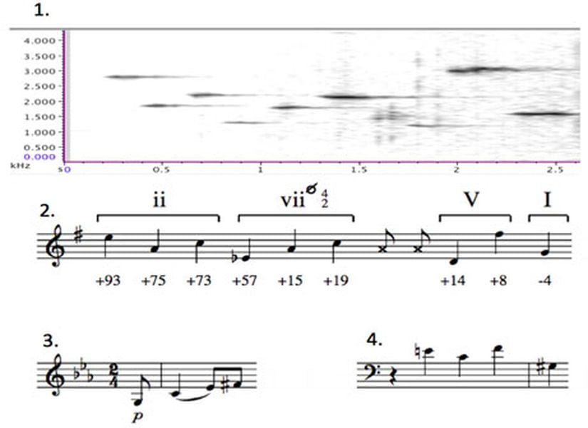 Müzisyen Çalıkuşlarının şarkıları ile insan kompozisyonları çarpıcı bir şekilde birbirine benziyor. Görselde, 1 numara kuş melodilerinin zamana bağlı frekans değişimini göstermektedir. 2 numara, kuşun melodilerinin notaya dökülmüş halidir. 3 numara Haydn'ın 103 numaralı senfonisinin açılış melodisinin ikinci bölümüdür. 4 numara ise Bach'ın A Minör'de fugue XX'in açılışıdır.
