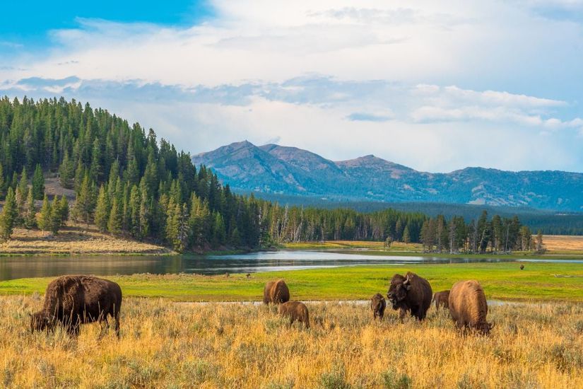 Yellowstone Milli Parkı’ndaki bizonlar.
