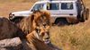 Aslanlar, Safari Araçlarının Kapılarını Açabiliyor!