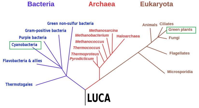 Tabloda canlıların sınıflandırılmasında güncel olan 3 Domain sistemi verilmiştir. Yeşil çerçeve belirtilmiş olan Siyanobakterilerin ve bitkilerin burada farklı domainlerde konumlandığı görülmektedir. Bahsettiğimiz mavi-yeşil algler/siyanobakteriler ikileminin ve yanlış adlandırılmasının burada düzeltilmiş halini görmekteyiz. Green Plants grubu şu an bildiğimiz makro ve mikro algleri kapsayan Rhodophyta, Phaeophyta ve Chlorophyta gruplarını barındırır.