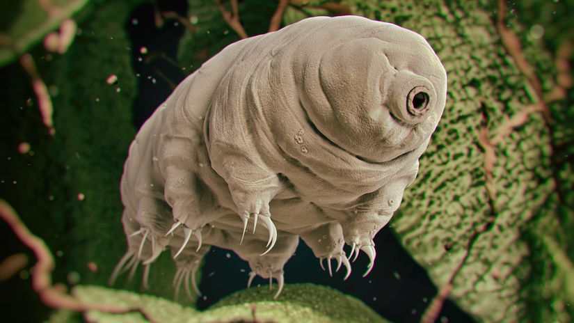 Küçük ama dayanıklı tardigradlar.