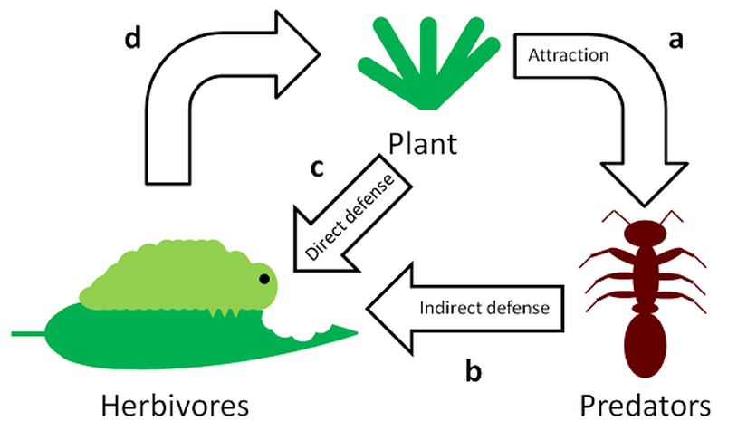 Görsel 5. Dolaylı savunmalar Dolaylı savunmaların işleyiş yöntemi şöyledir: (a) Bitkiler besin sağlama, domatia (yuvalanma) veya av varlığını kimyasal sinyallerle bildirme şeklindeki teşviklerle karınca, yaban arısı ve kene gibi avcıları (üçüncü trofik düzey) çeker. (b) Avcılar, yerleştikten sonra, bitkiye (birinci trofik düzey) zarar verebilecek otçullara (ikinci trofik düzey) saldırır ve/veya onları uzaklaştırır. (c) Buna kıyasla, doğrudan savunmalar otçulları kötü yönde etkileyecek bir aracıya ihtiyaç duymaz. (d) Otçulların beslenmesindeki azalma, bitkinin daha az hasarlanmasıyla sonuçlanır.