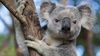Koalalar, Diyetleri ve Su: Asla Bir Koala ile Yemek Yarışına Girmeyin, Ölürsünüz!