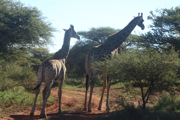 kamuflajı sayesinde ormanda açığa çıkmayan zürafalar