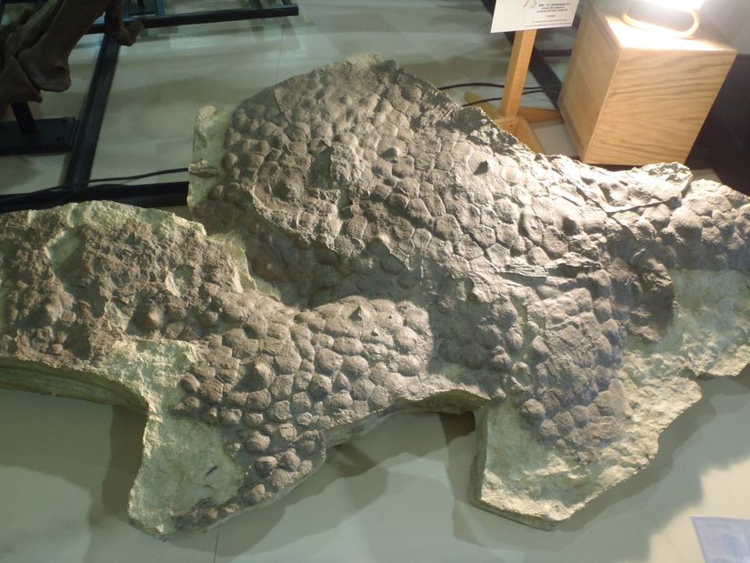 Triceratops cinsine ait deri fosili.