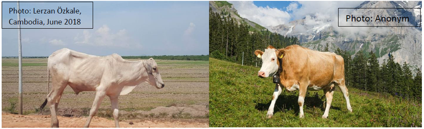 Kamboçya ve İsviçre ülkelerinde yetiştirilen inekleri kıyaslayan sembolik bir fotoğraf