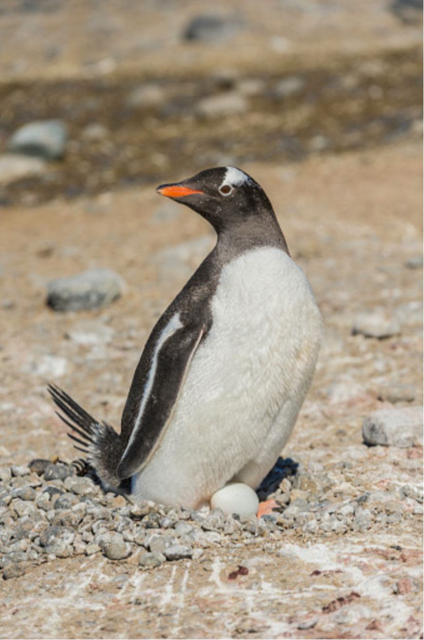 Gentoo pengueni ve yumurtası.