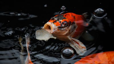 Konuşan Balıklar: Balıkların Su Altında Çıkardığı Sesler Anlamsız Değil; Birbirleriyle Ses Yoluyla da İletişim Kuruyorlar!