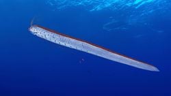 Bir Deniz Efsanesinin Bilimsel Açıklaması: Kağıt Balığı (Oarfish)