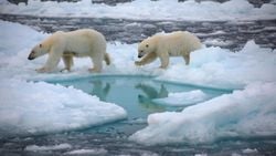 Kuzey Kutbu Önümüzdeki On Yıl İçinde Buzsuz Hâle Gelebilir!