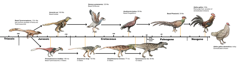 Tavuklar, doğrudan T. rex'ten değil, T. rex'ler ve tüm yakın kuzenlerinin ortak atası olan ve 170 milyon yıl kadar önce yaşamış bir ortak atadan ayrılan iki daldan birinden evrimleşmiştir. T. rex, tavukların atası değil, kuzenidir.