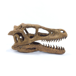 Velociraptor Tam İskelet Seramik Heykel