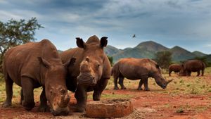 Rhino Poaching Crisis: Fewer Rhinos, Not Fewer Poachers