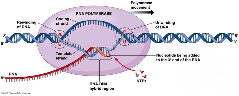 RNA Polimeraz Enzimi'nin çalışması...