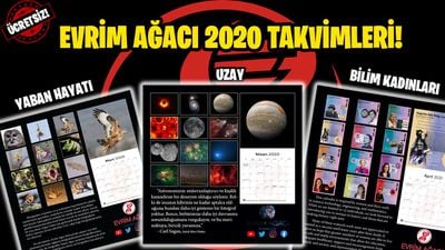 Ücretsiz Evrim Ağacı 2020 Takvimleri Yayında: Bilimin Altın Kadınları, Doğa Fotoğrafları ve Astronomi!
