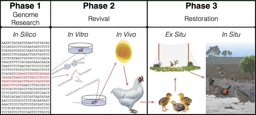 Funda tavuklarının türdiriltimi sürecinin örnek bir şeması.