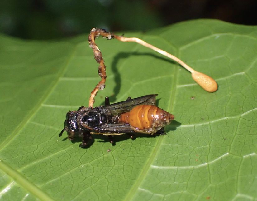Ophiocordyceps sphecocephala, karıncalara değil yaban arılarına bulaşır.